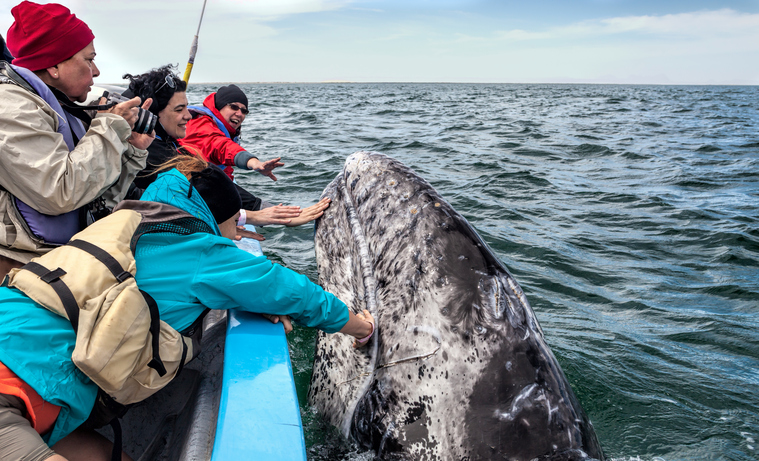 Best Time to Go Whale Watching in MexicoSea Side Reservations Blog