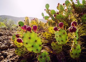 Close-up of Opuntia ficus-indica is a species of cactus. Tenerife, Canary Islands. Spain