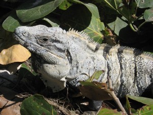 iguana-567909_640