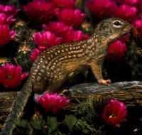 mexican-ground-squirrel-200-190-14