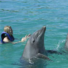 Dolphins